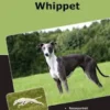 Traumrasse Whippet