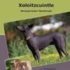 Traumrasse Xoloitzcuintle