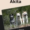 Traumrasse Akita