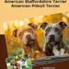 Traumrasse American Staffordshire Terrier