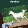 Traumrasse Araber