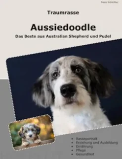 Traumrasse Aussiedoodle
