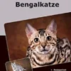 Traumrasse Bengalkatze