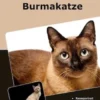 Traumrasse Burmakatze