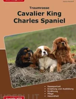 Traumrasse: Cavalier King Charles Spaniel