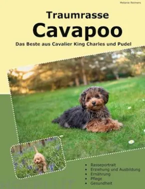 Traumrasse Cavapoo