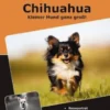 Traumrasse: Chihuahua