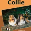 Traumrasse: Collie