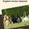 Traumrasse: English Cocker Spaniel