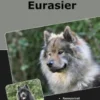Traumrasse Eurasier