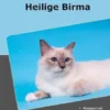 Traumrasse Heilige Birma