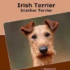 Traumrasse Irish Terrier