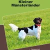 Traumrasse Kleiner Münsterländer
