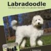 Traumrasse: Labradoodle