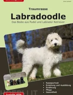 Traumrasse: Labradoodle