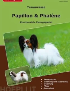 Traumrasse Papillon & Phalène