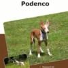 Traumrasse Podenco