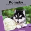 Traumrasse Pomsky