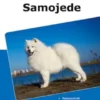 Traumrasse Samojede