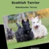 Traumrasse Scottish Terrier