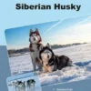 Traumrasse: Siberian Husky