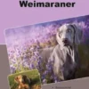Traumrasse: Weimaraner