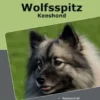 Traumrasse Wolfsspitz