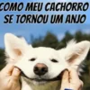 Treinamento De Cães: Como Meu Cachorro Se Tornou Um Anjo
