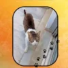 Tychi, (k)eine schöne Katzengeschichte