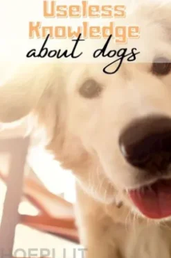 Useless Knowledge about Dogs