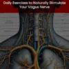 Vagus Nerve: Daily Exercises to Naturally Stimulate Your Vagus Nerve (Somatic Exercises for Nervous System Regulation to Tone Your Vagus Nerve & Reduce Anxiety)
