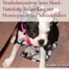 Vestibularsyndrom beim Hund - Natürliche Behandlung mit Homöopathie und Schüsslersalzen