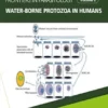 Water-borne Protozoa in Humans