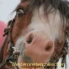 Westernreiten zwischen Witz & Wissenschaft