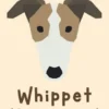 Whippet (Levriero)