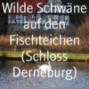 Wilde Schwäne auf den Fischteichen (Schloss Derneburg)