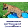 Wissenswertes zum Training mit (jungen) Hunden